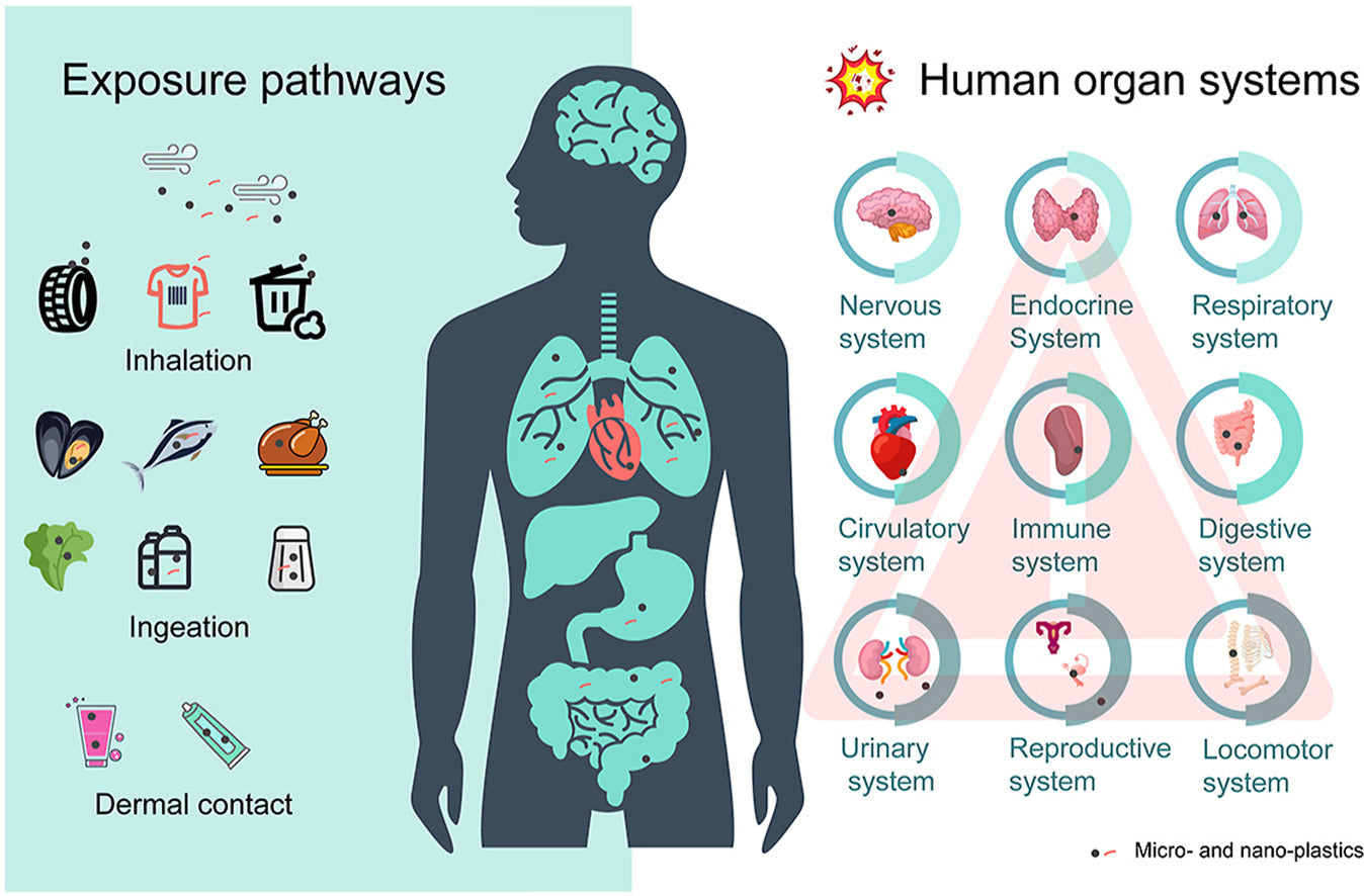 glutathione microplastics How to Avoid and Detoxify Microplastics