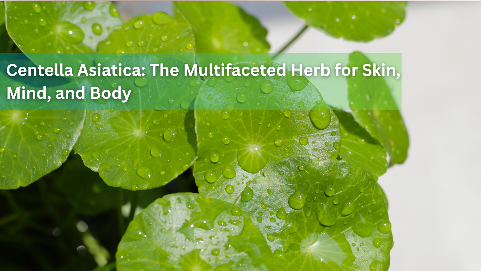 Centella Asiatica: The Multifaceted Herb for Skin, Mind, and Body