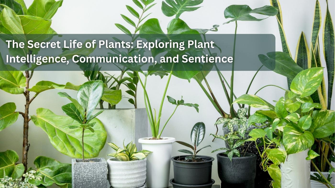 The Secret Life of Plants: Exploring Plant Intelligence,  Dr. Clark Store