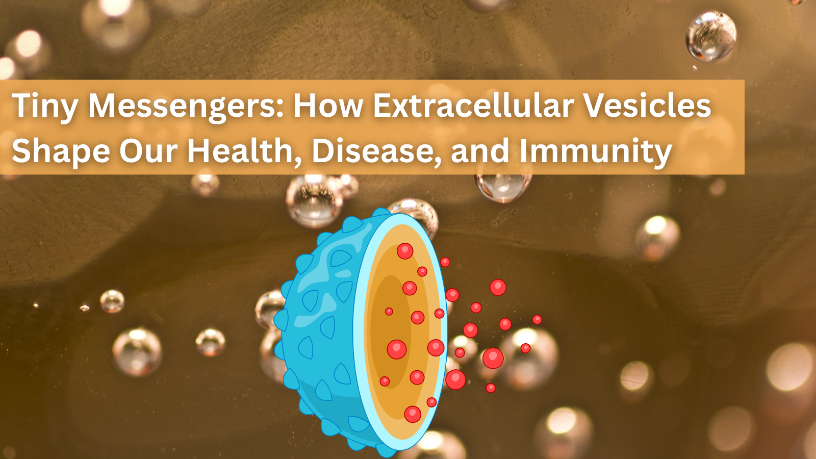 Tiny Messengers: How Extracellular Vesicles Shape Our Health, Disease, and Immunity