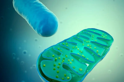 How is Mitochondrial Function Implicated in Neurodegenerative Disease?