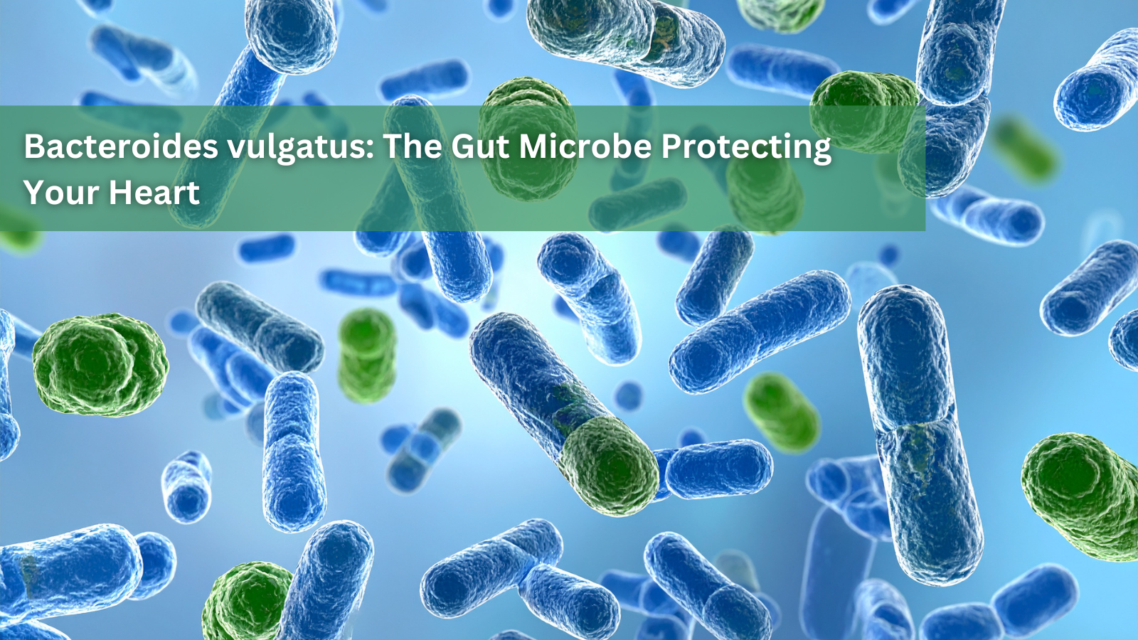 Bacteroides vulgatus: The Gut Microbe Protecting Your Heart