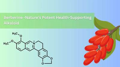 Berberine: Nature's Potent Alkaloid has Antimicrobial and Metabolism-Boosting Properties