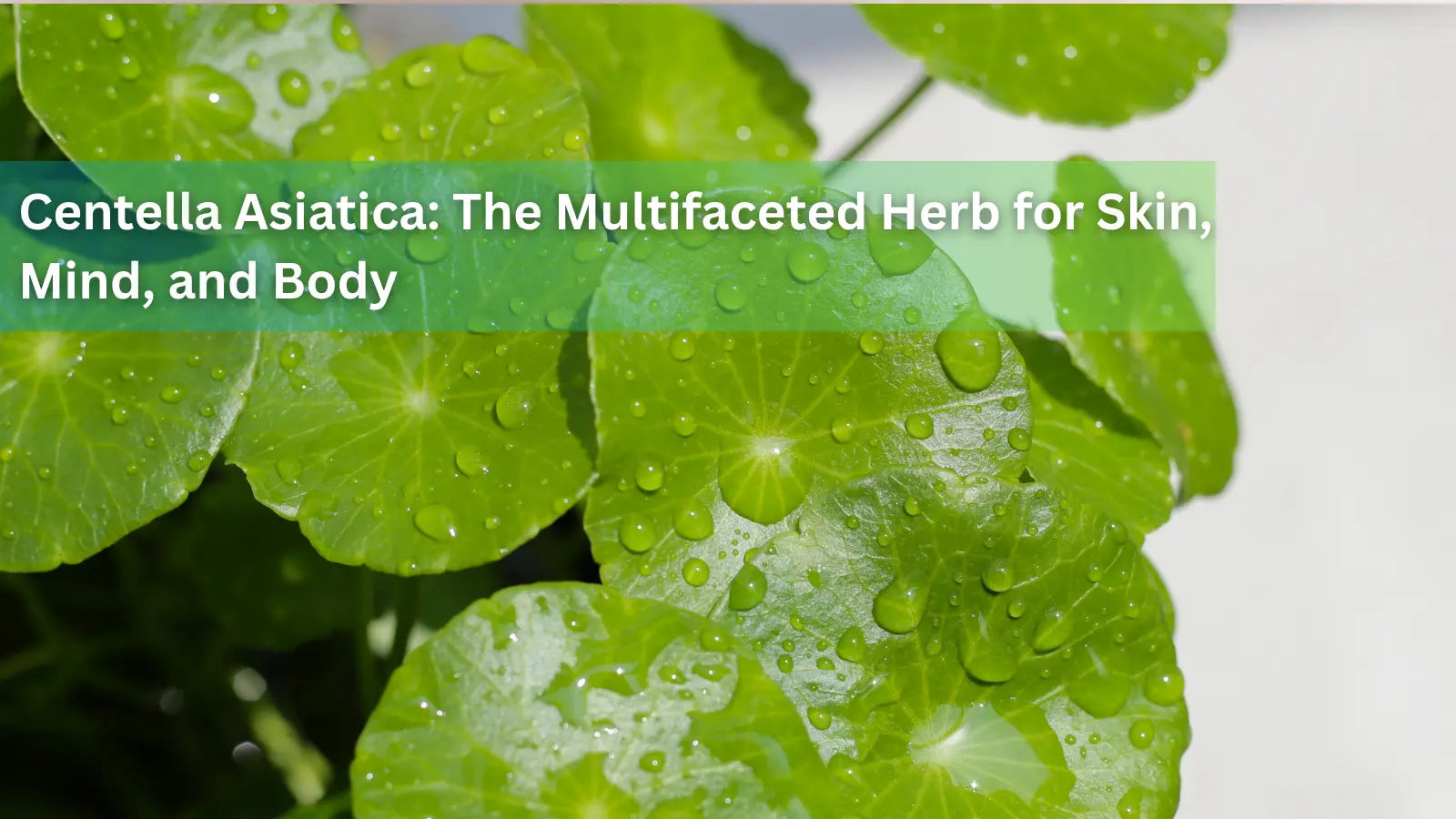  A vibrant close-up of round green leaves with water droplets, highlighting the multifaceted health benefits of the herb Centella Asiatica (Gotu Kola) for the skin, mind, and body.