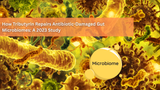How Tributyrin Repairs Antibiotic-Damaged Gut Microbiomes
