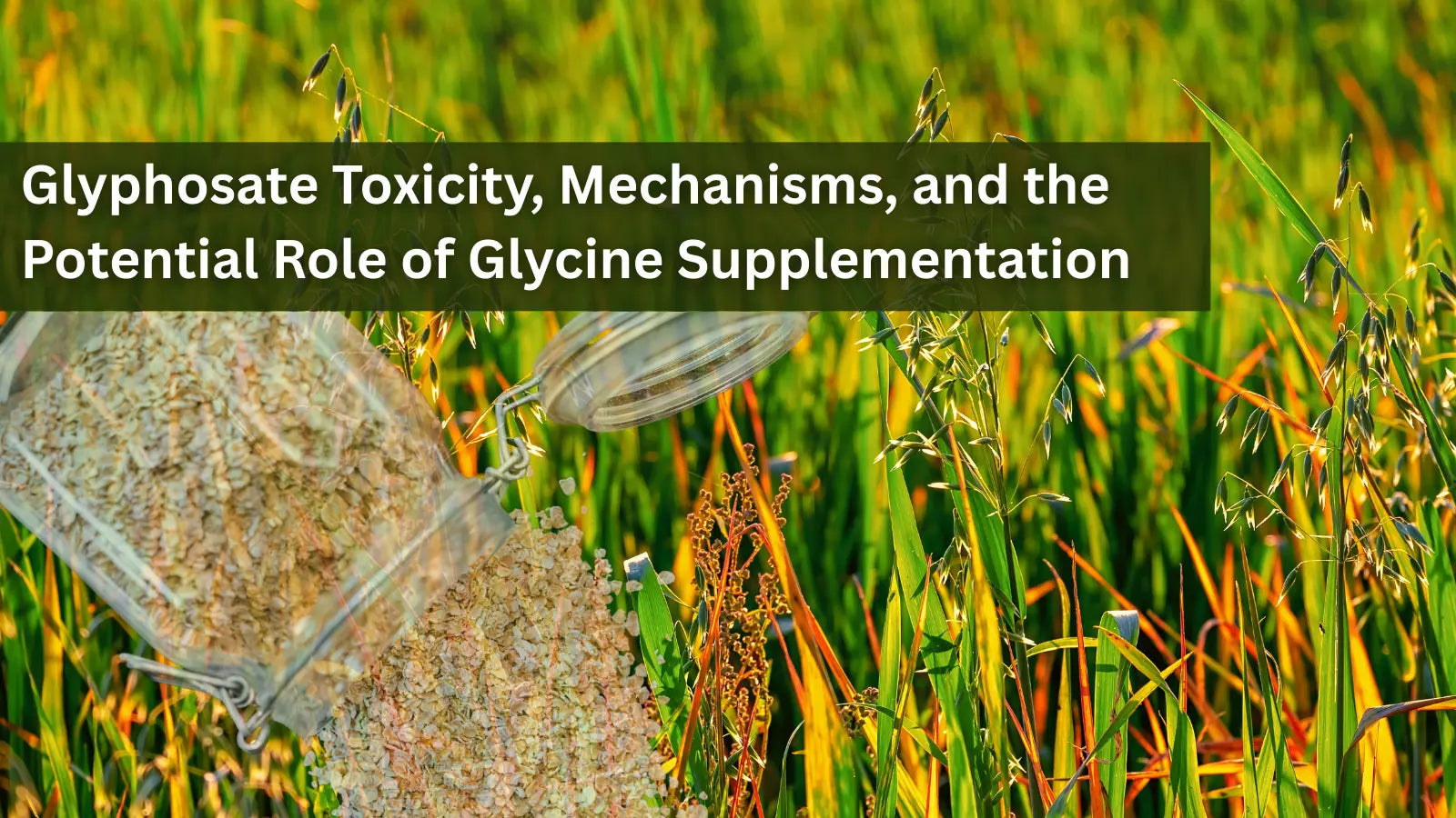  This image shows oats spilling from a glass jar onto a green field of cereal crops.