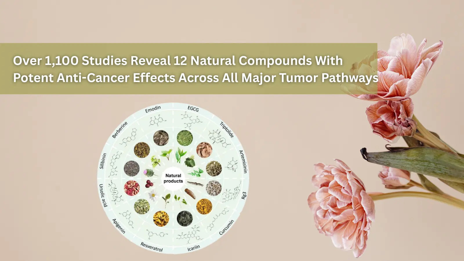 Infographic showing 12 natural compounds with anti-cancer effects, based on over 1,100 studies.
