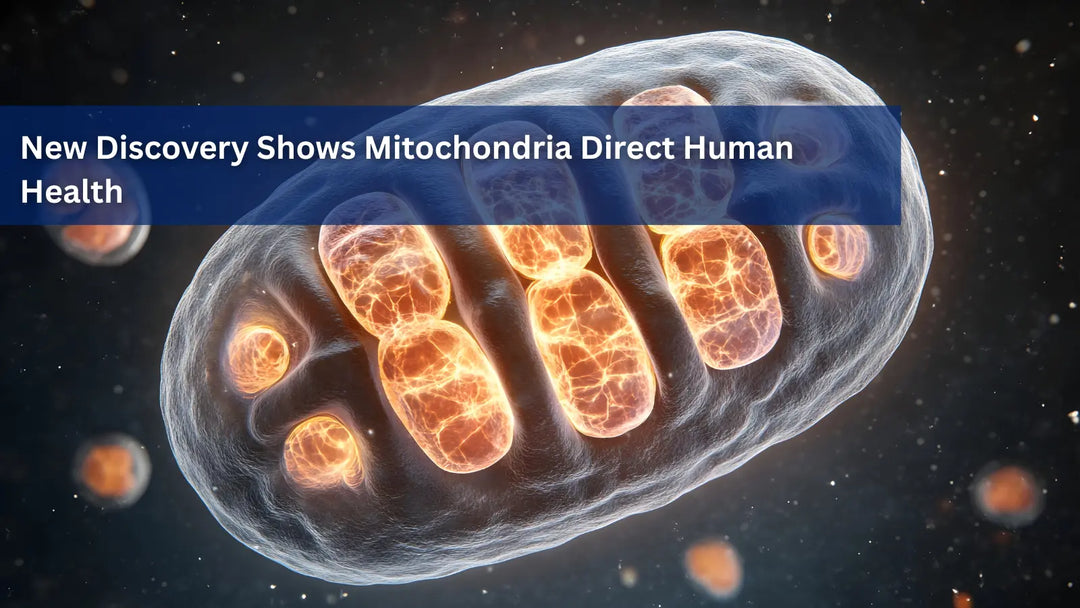 Close-up of a glowing mitochondrion cell with orange light in a dark background.