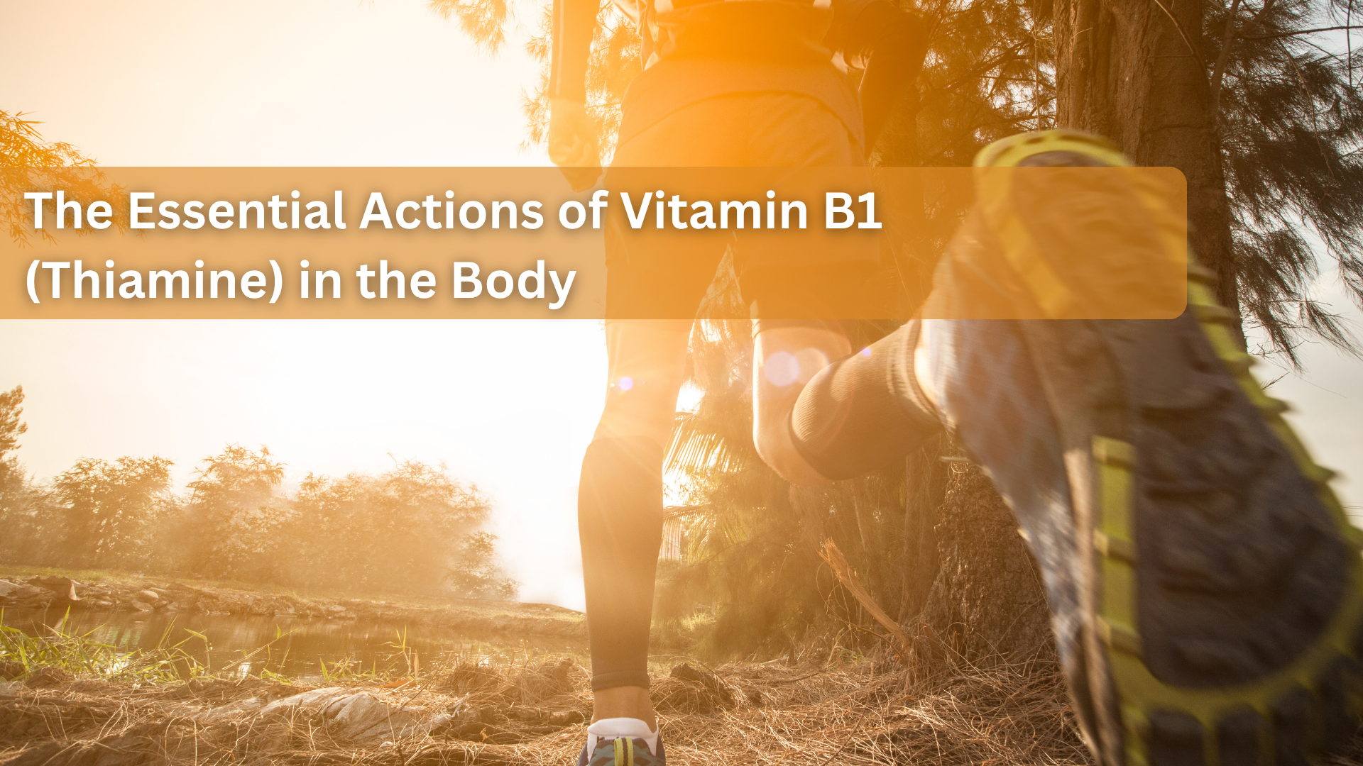 The Essential Role of Vitamin B1 (Thiamine) in the Body: The Foundation for B-Vitamin Assimilation, Energy Production, and More