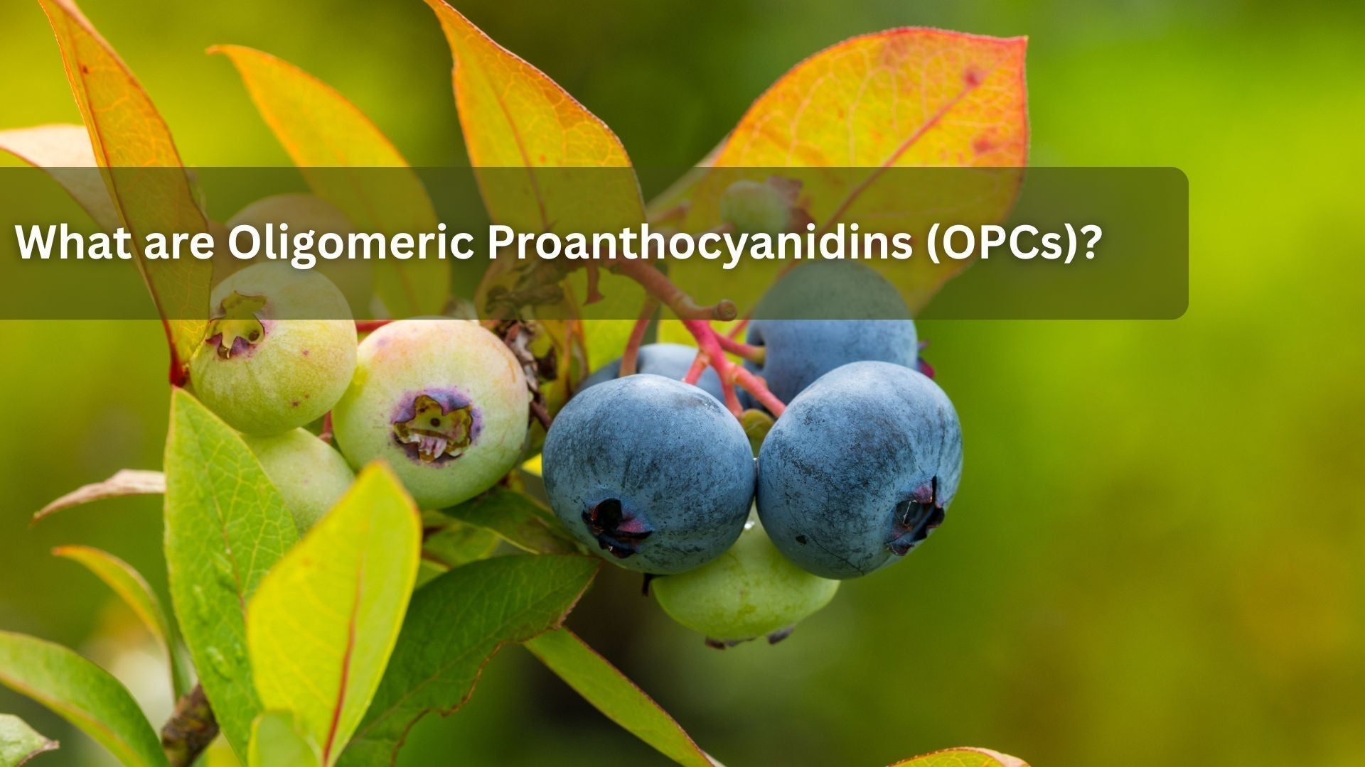 What are Oligomeric Proanthocyanidins (OPCs)?