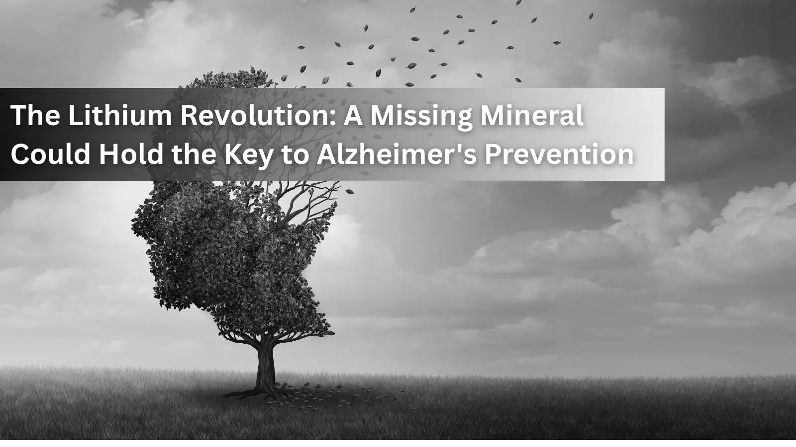 An artistic black-and-white image of a tree shaped like a human head with leaves blowing away, discussing the potential of lithium in preventing Alzheimer’s.
