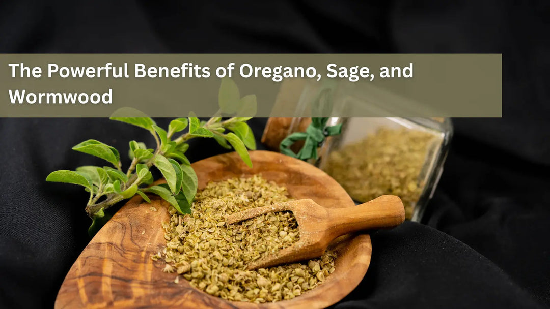 This image shows three powerful herbs—oregano, sage, and wormwood—which are often used together in herbal medicine for their potent antimicrobial and anti-inflammatory properties.