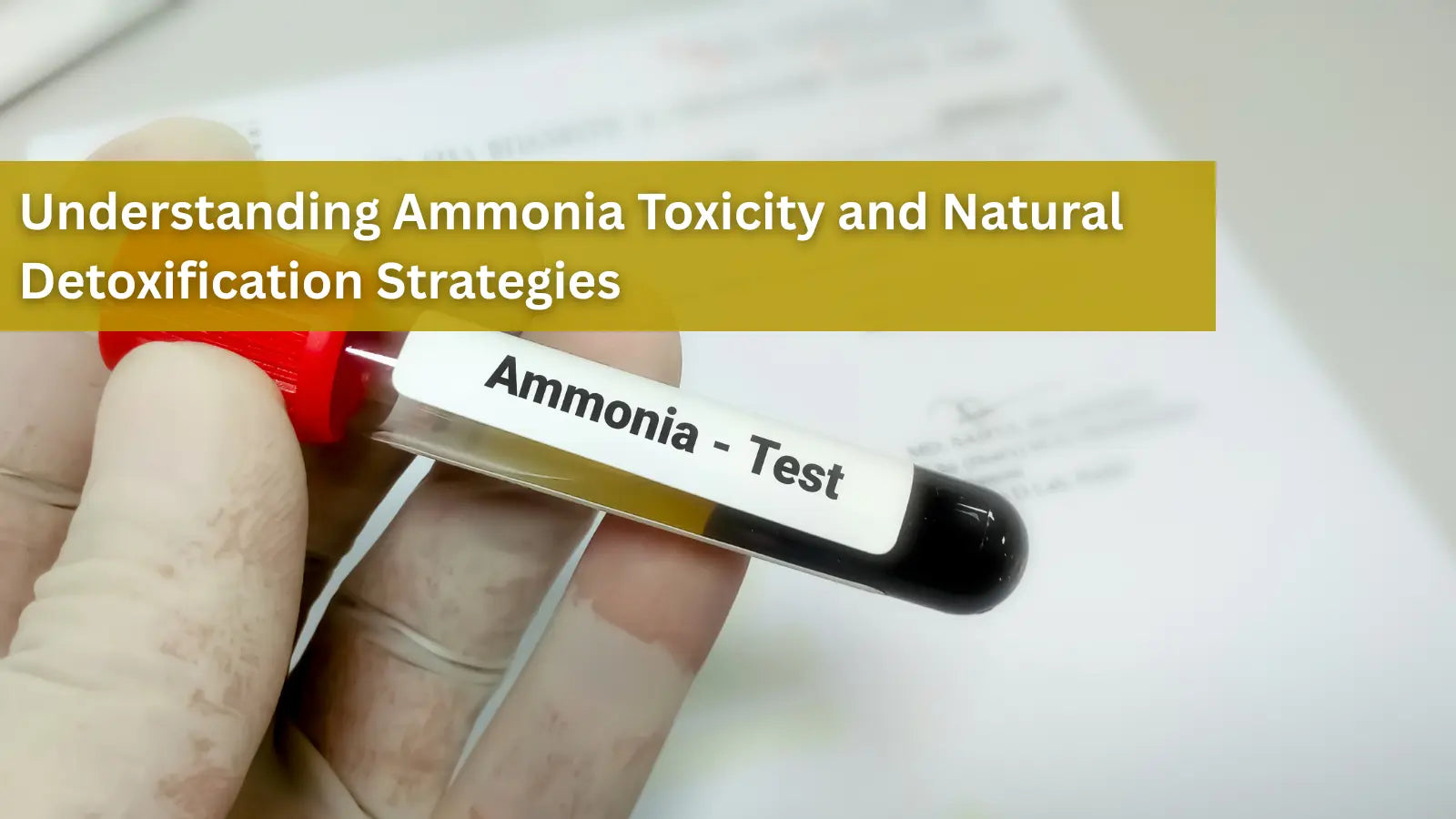  A gloved hand holding a medical test tube filled with blood, labeled "Ammonia - Test," used to discuss ammonia toxicity.