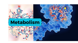 How Metabolic Dysfunction is Implicated in Cancer, Liver and Neurodegenerative Disease