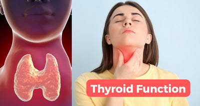 Which Foods Inhibit and Promote Thyroid Function?