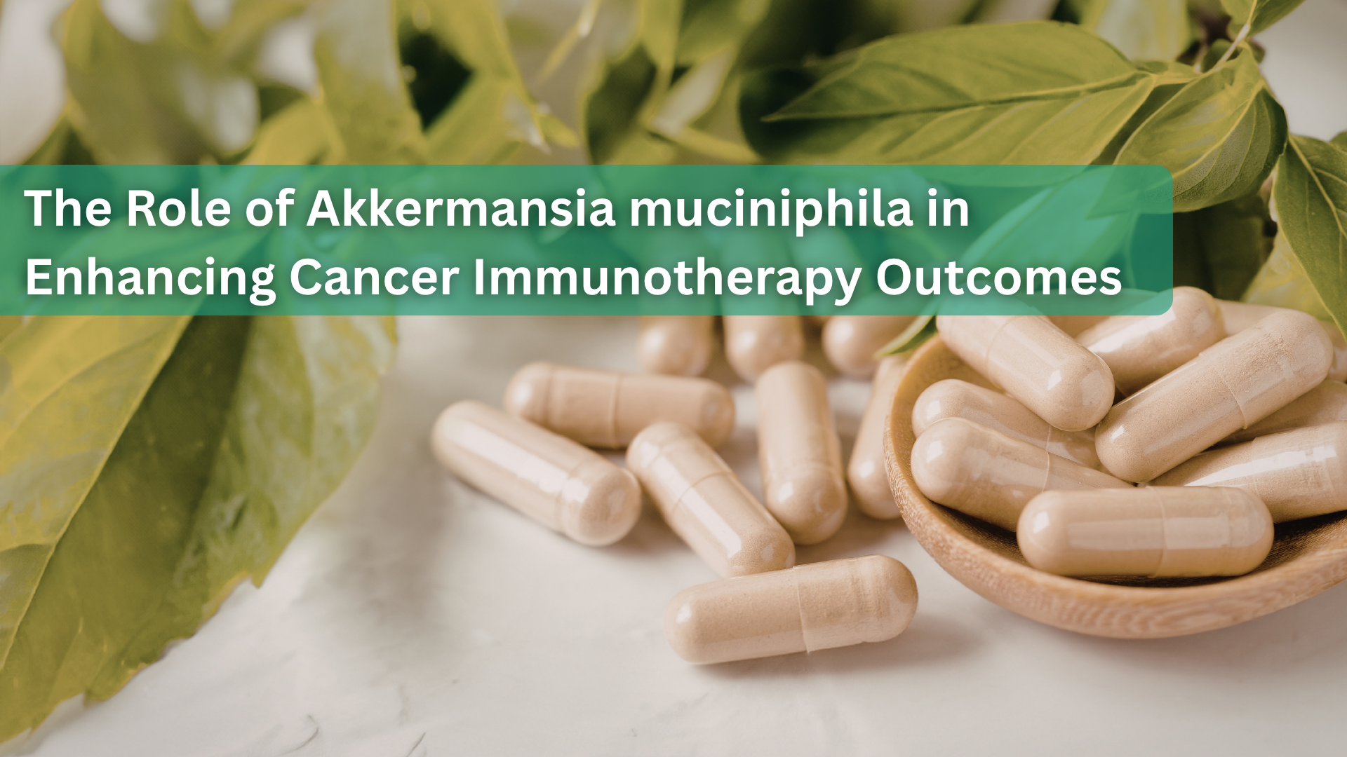 The Role of Akkermansia muciniphila in Enhancing Cancer Immunotherapy Outcomes: A Microbiome-Mediated Mechanism