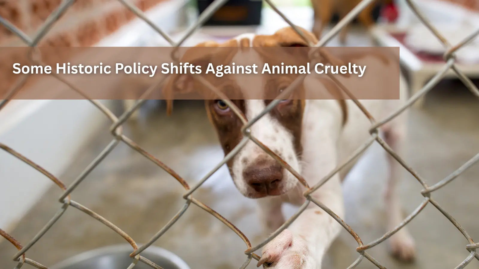  A brown and white dog looking through a chain-link fence in an animal shelter.