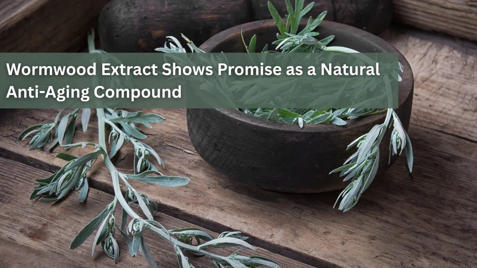 A small wooden bowl filled with fresh, silvery-green wormwood leaves on a rustic wooden surface, highlighting its promise as a natural anti-aging compound.