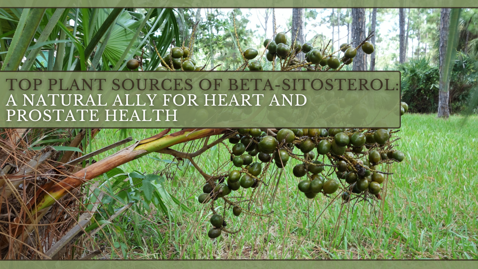 Clusters of round, green fruits hanging from a branch in a grassy, wooded area.