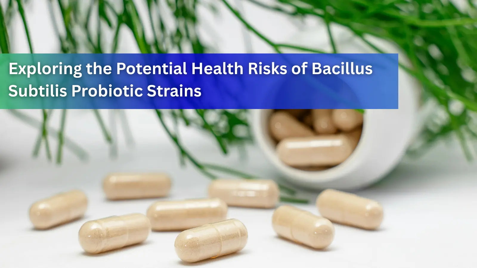 This image features a microscopic view of Bacillus subtilis, exploring the health benefits and safety concerns of this common spore-based probiotic.