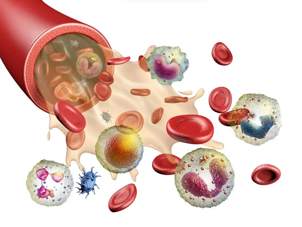 Example-of-an-Optimal-Blood-Test-Result Dr. Clark Store