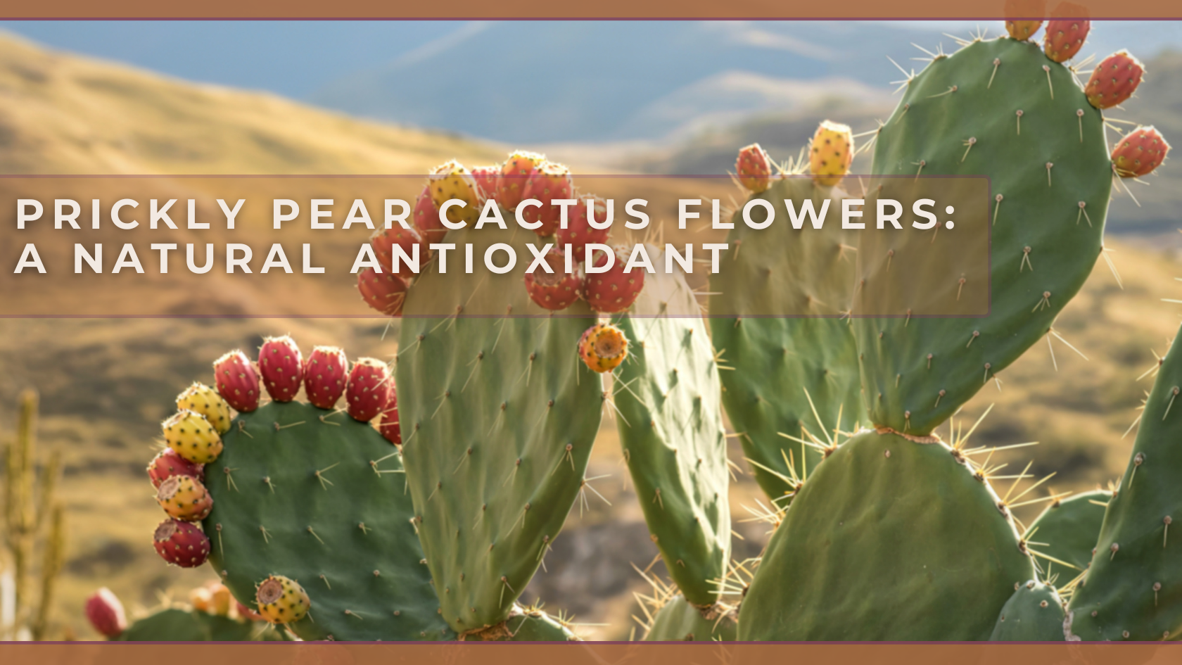 A green Prickly Pear cactus with ripe red and yellow fruits, highlighting its properties as a natural antioxidant.