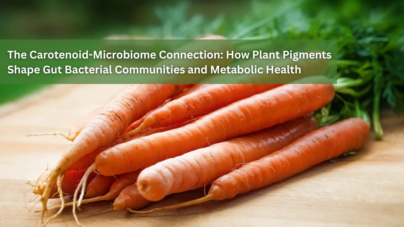  A bundle of fresh carrots with green tops on a wooden surface, with the title "The Carotenoid-Microbiome Connection."