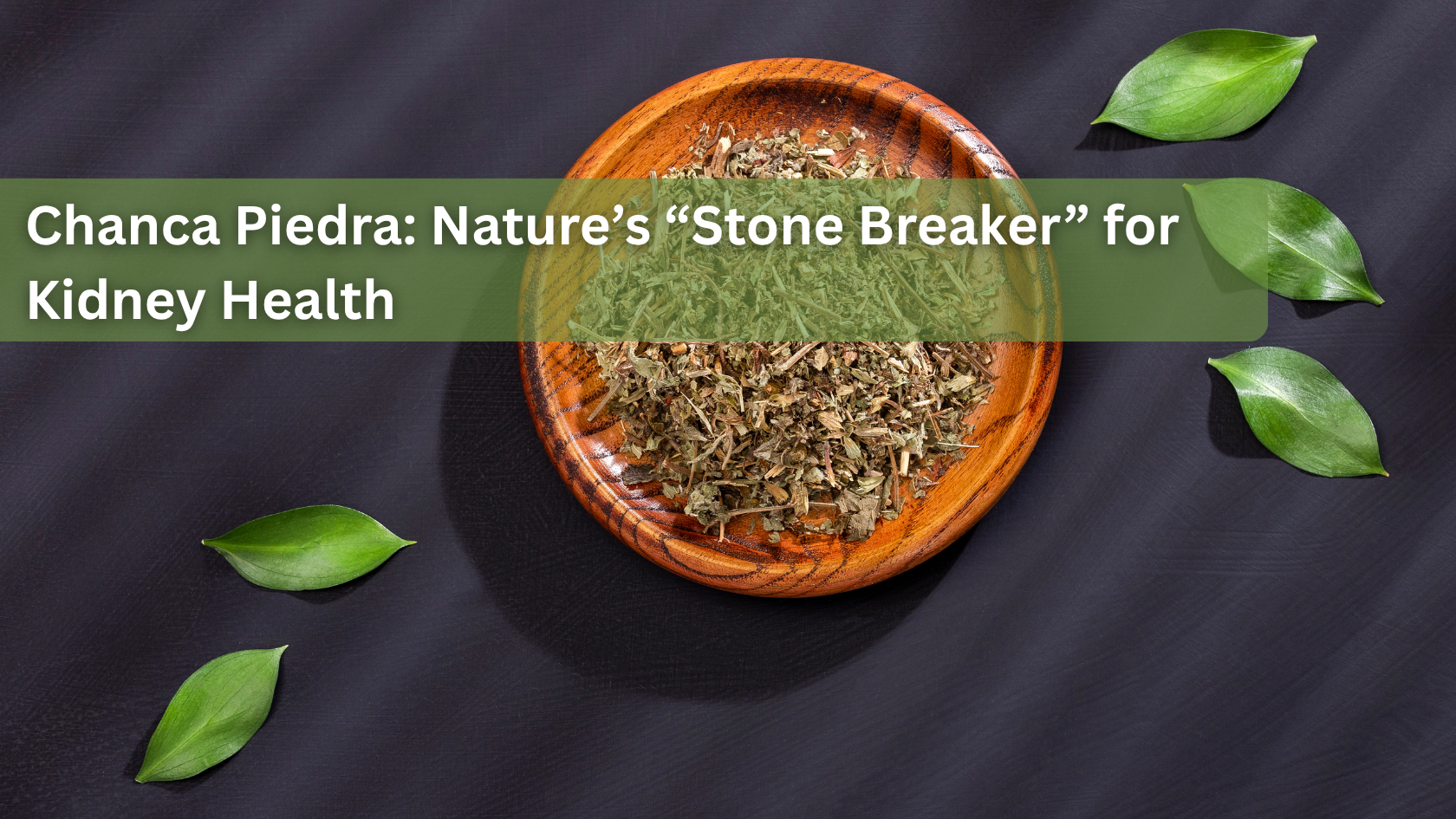 Chanca Piedra: Nature’s “Stone Breaker” for Kidney Health