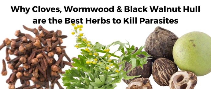 Why Cloves, Wormwood & Black Walnut Hull are the Best Herbs to Kill Parasites