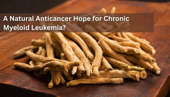A Natural Anticancer Hope for Chronic Myeloid Leukemia?