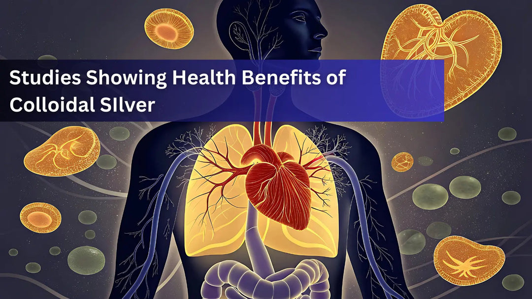  An anatomical illustration of the human chest and abdomen, highlighting various organs to discuss the health benefits of colloidal silver.