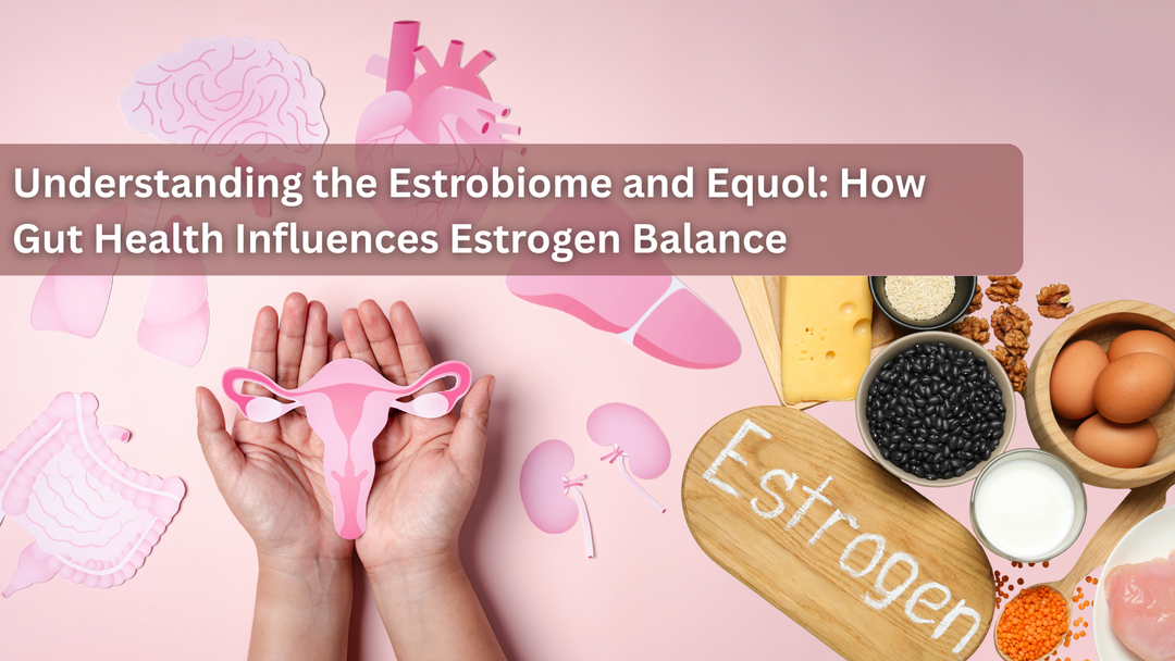 Understanding the Estrobiome and Equol: How Gut Health Influences Estrogen Balance