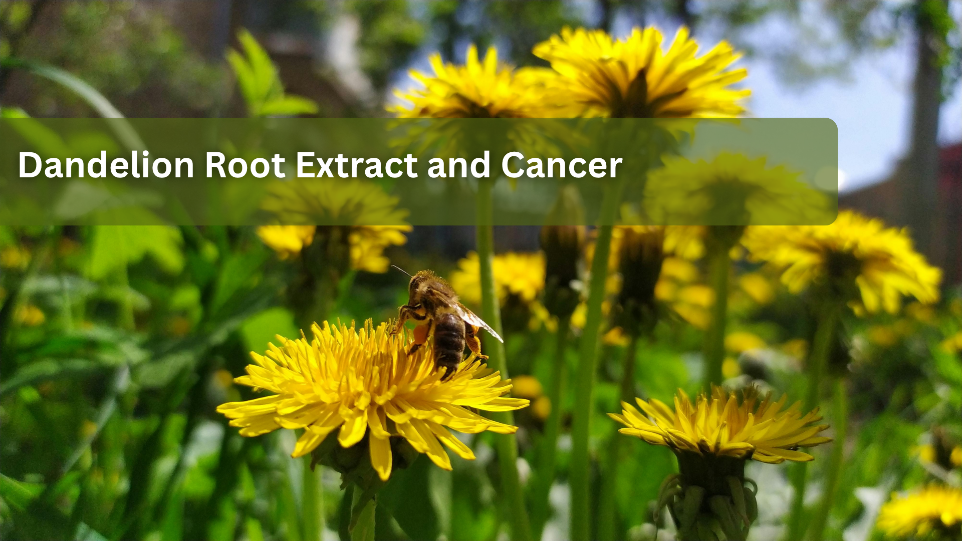 Dandelion Root Extract and Cancer: What Cell Studies Reveal About Its Potential