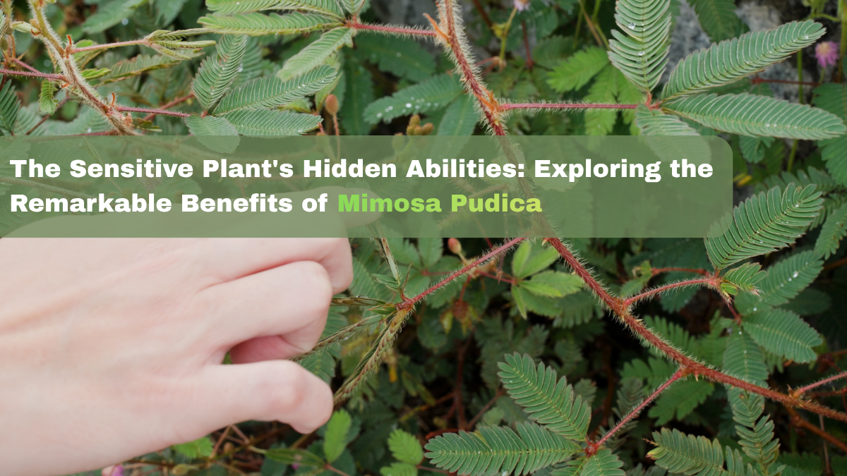 The Sensitive Plant's Hidden Abilities: Exploring the Remarkable Benefits of Mimosa Pudica