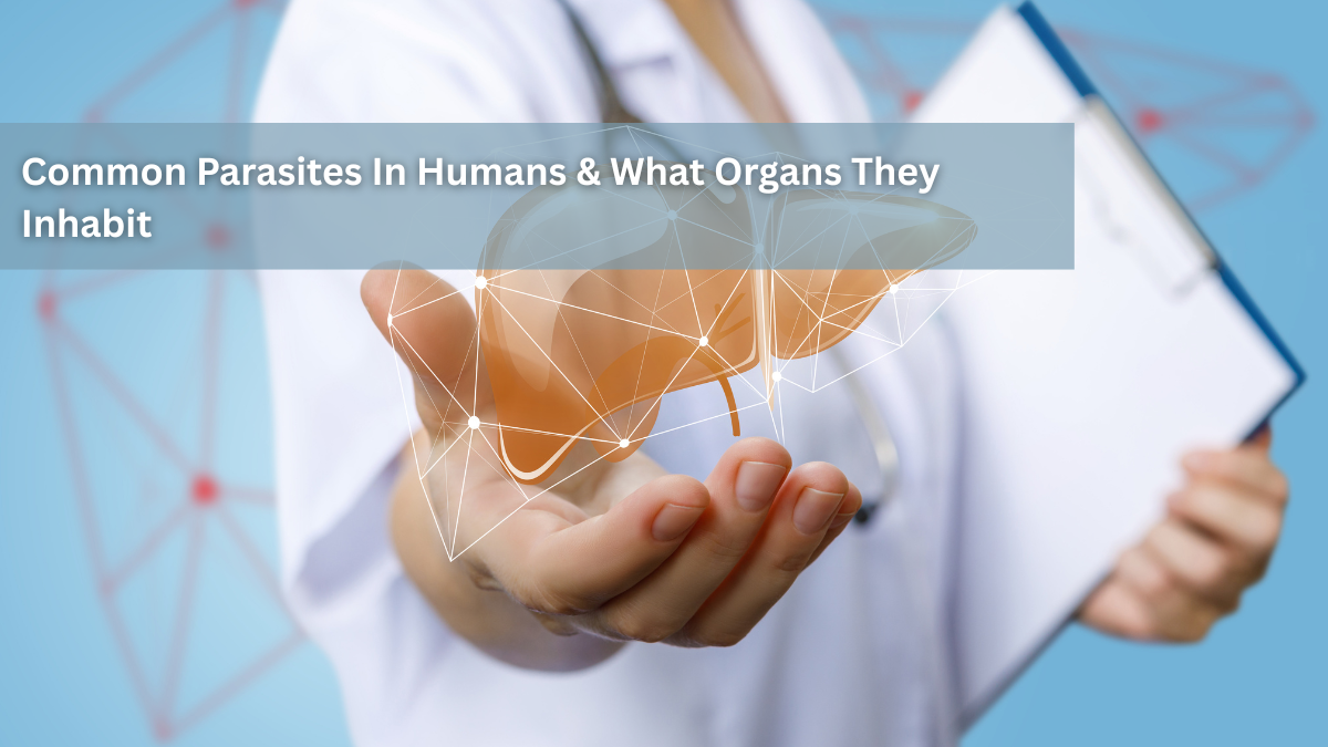 Common Parasites In Humans & What Organs They Inhabit