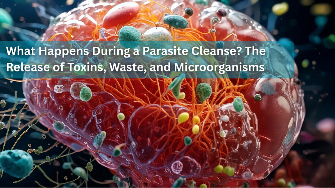 What Happens During a Parasite Cleanse? The Release of Toxins, Waste, and Microorganisms