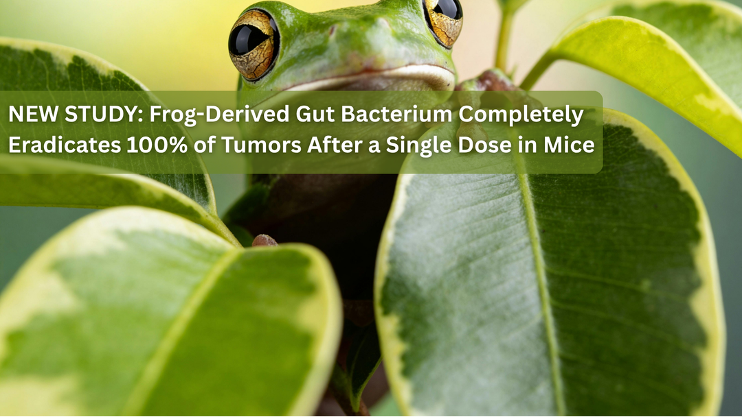 Guest Repost: NEW STUDY: Frog-Derived Gut Bacterium Completely Eradicates 100% of Tumors After a Single Dose in Mice