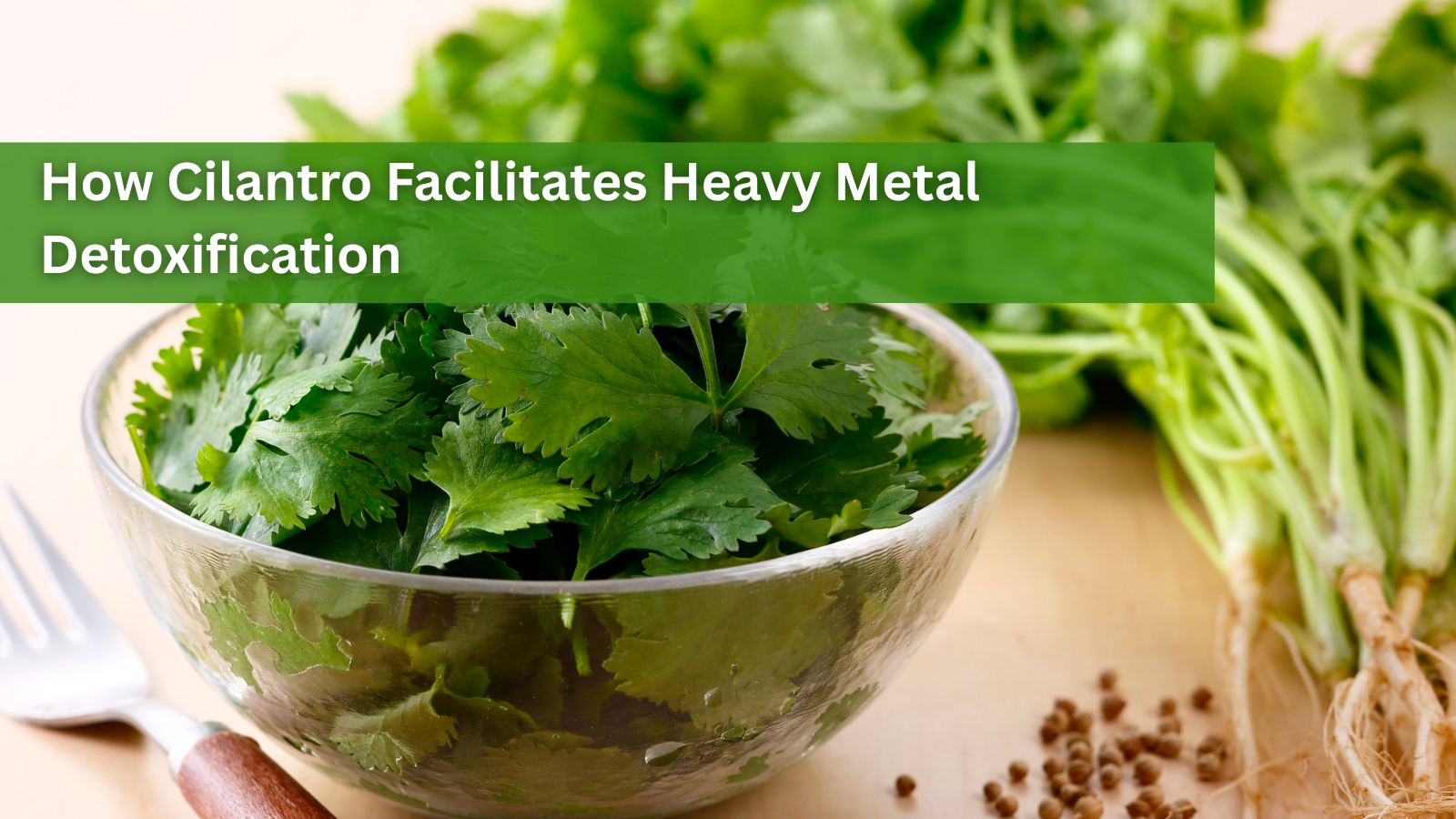 How Cilantro Facilitates Heavy Metal Detoxification