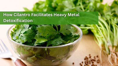 How Cilantro Facilitates Heavy Metal Detoxification