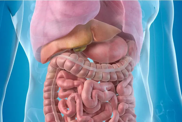 The-Top-4-Supplements-for-Digestive-Issues-like-Constipation-and-Irregularity Dr. Clark Store