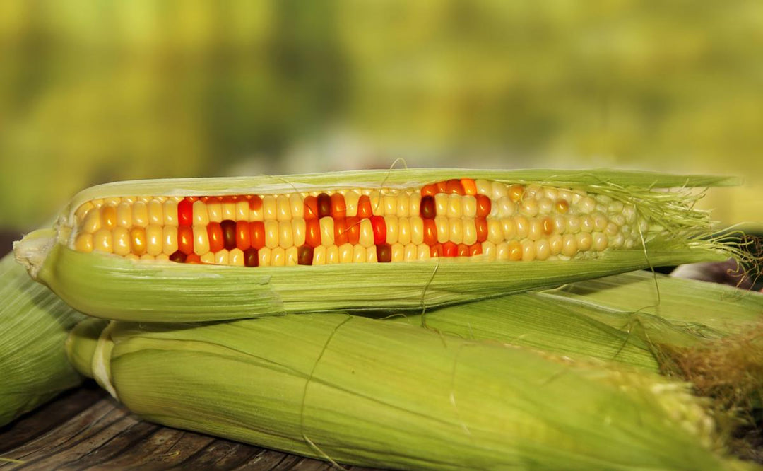 Corn on the cob with the letters "GMO" appearing in the kernels.