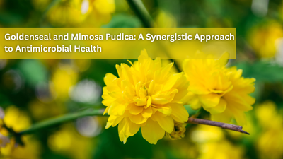 Goldenseal and Mimosa Pudica: A Synergistic Approach to Antimicrobial Health