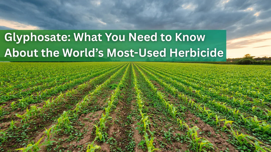 Rows of crops in a field under a cloudy sky, providing essential information about Glyphosate, the world's most-used herbicide.