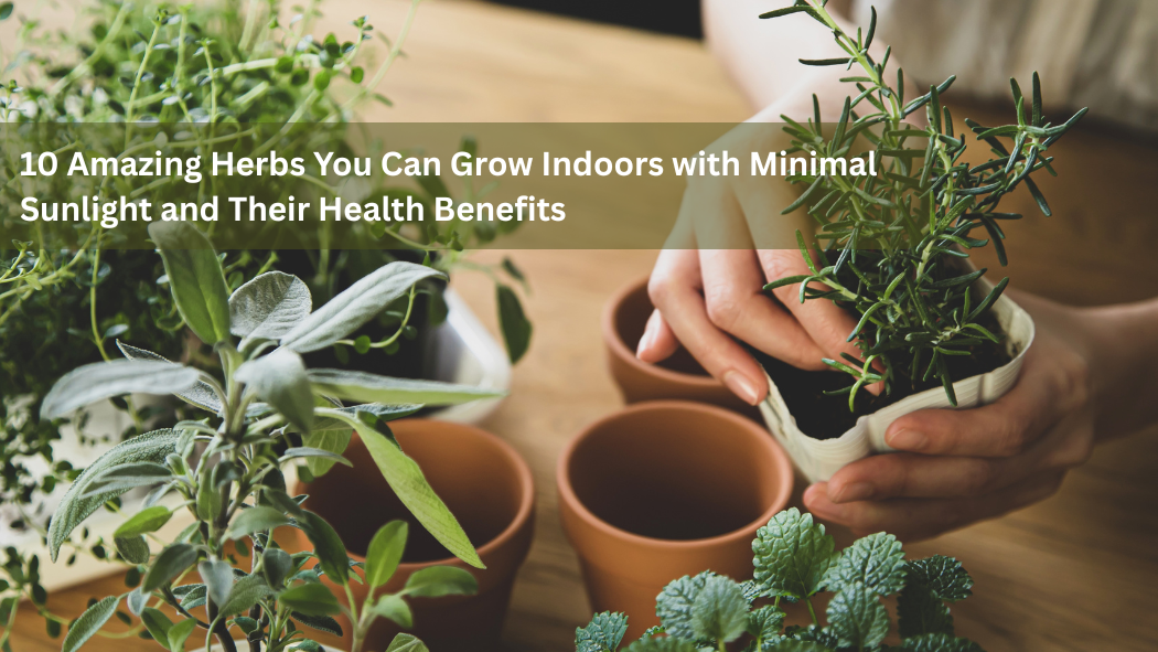 10 Amazing Herbs You Can Grow Indoors with Minimal Sunlight and Their Health Benefits