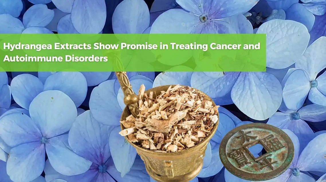 Hydrangea-Extracts-Show-Promise-in-Treating-Cancer-and-Autoimmune-Disorders Dr. Clark Store