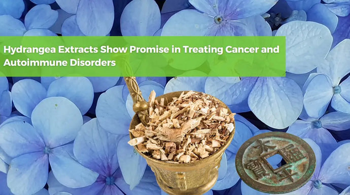 Hydrangea Extracts Show Promise in Treating Cancer and Autoimmune Disorders