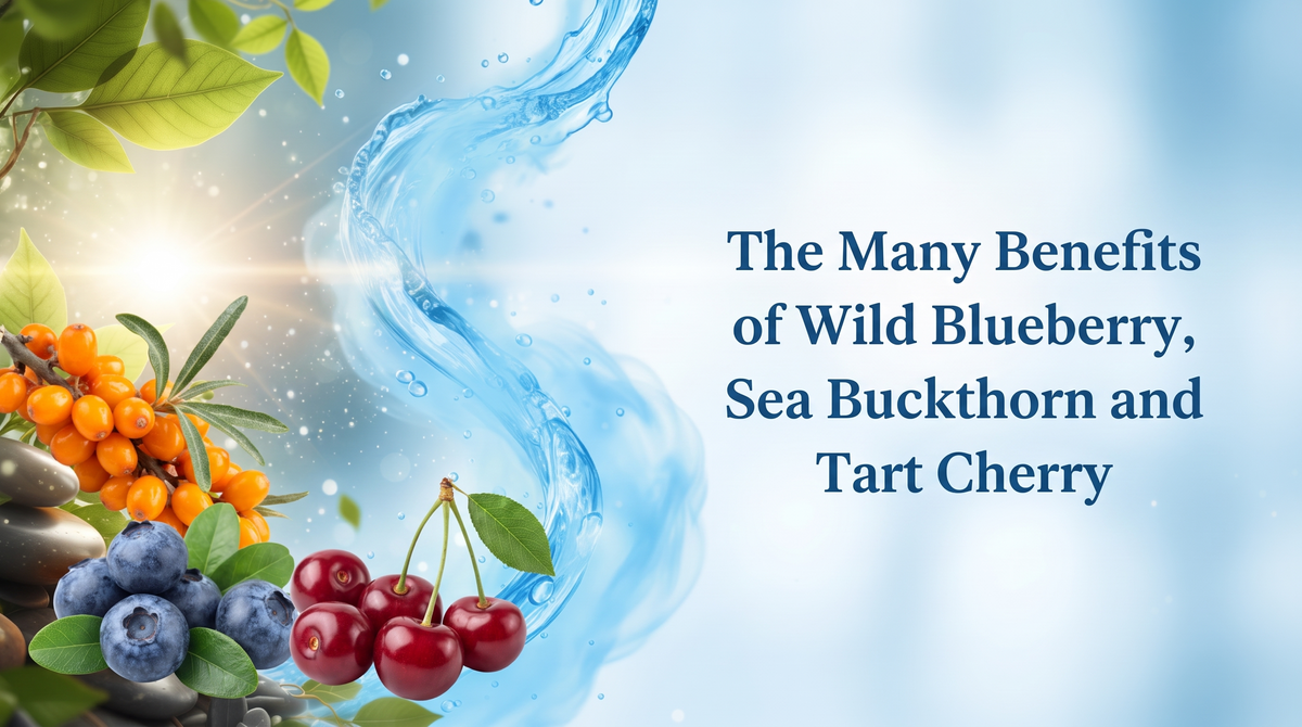 The Many Benefits of Wild Blueberry, Sea Buckthorn and Tart Cherry