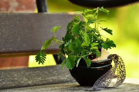 A small Mimosa pudica plant in a black bowl on a wooden bench.