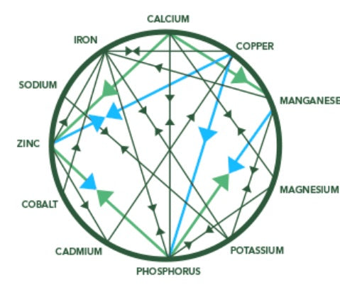 Don’t Take These Minerals Together! A List of Minerals Competing for Absorption Sites