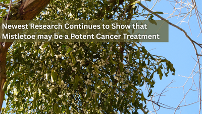 Newest Research Continues to Show that Mistletoe may be a Potent Cancer Treatment